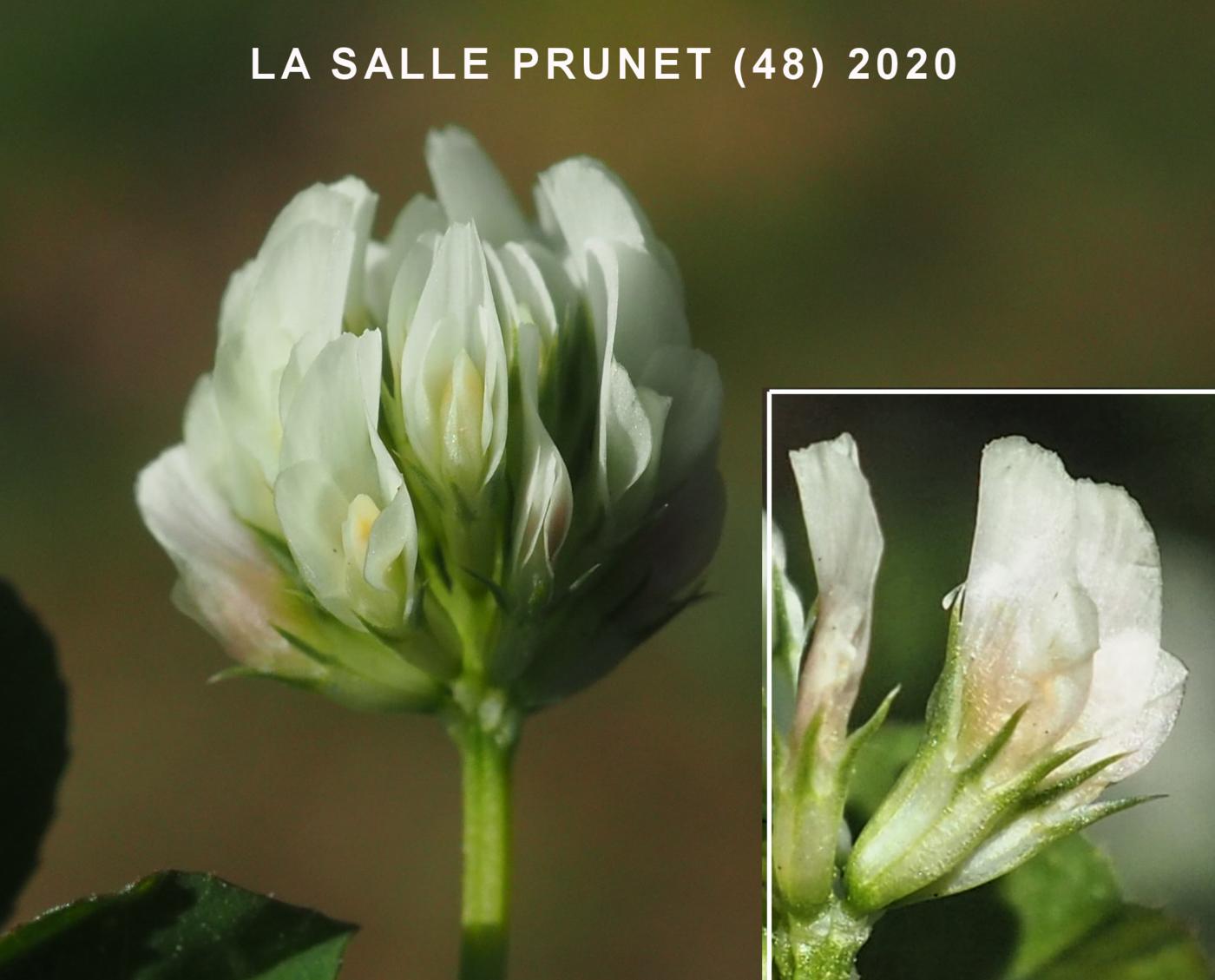 Clover, Small White flower